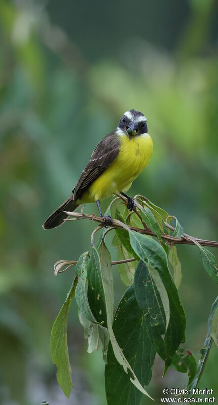 Great Kiskadee