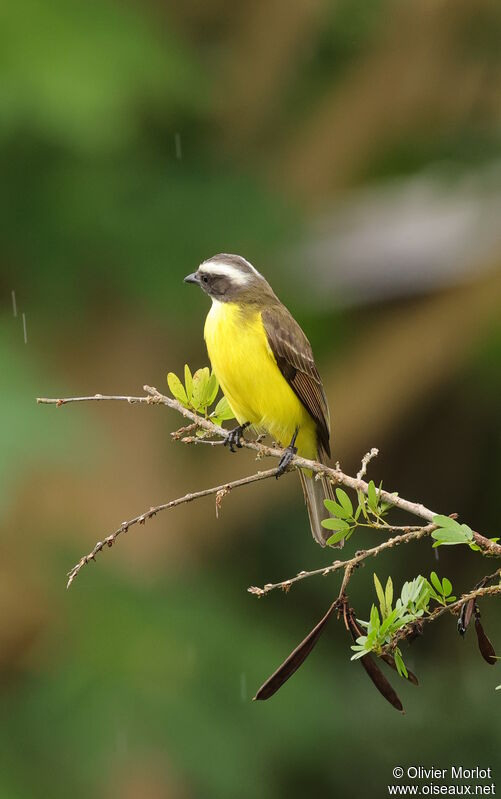 Social Flycatcher