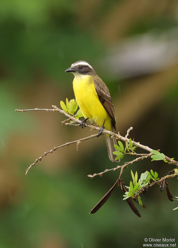 Social Flycatcher