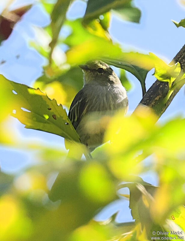 Golden-faced Tyrannulet