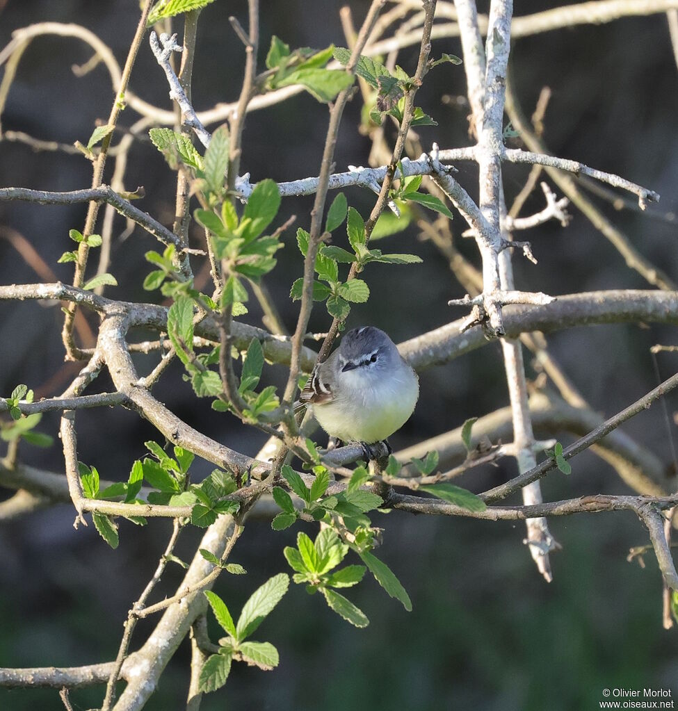 White-crested Tyrannulet, habitat