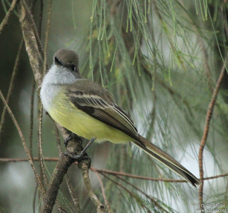 Northern Scrub Flycatcher