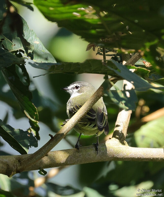 Spectacled Tyrannulet