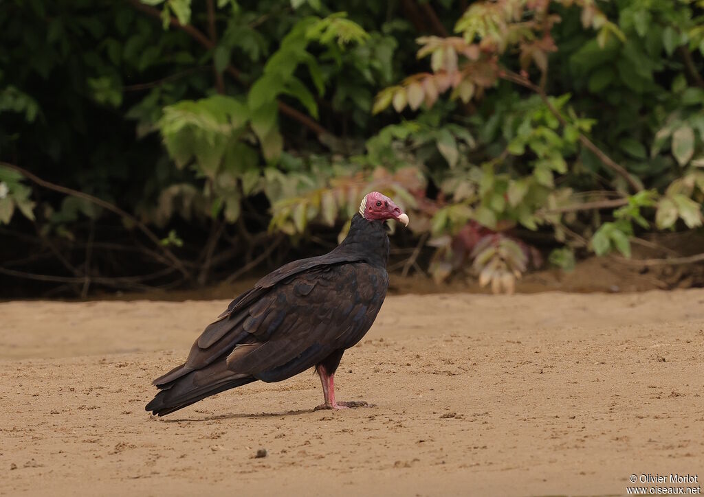 Urubu à tête rouge