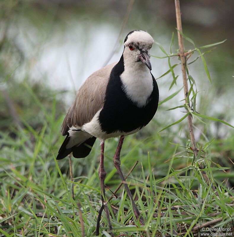 Vanneau à ailes blanches