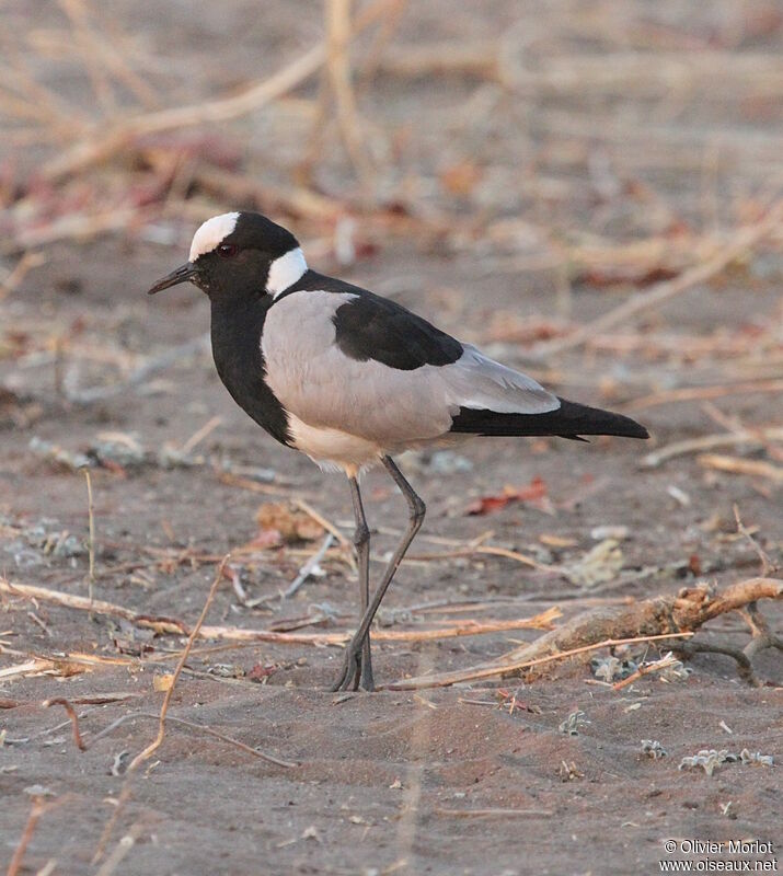 Blacksmith Lapwing