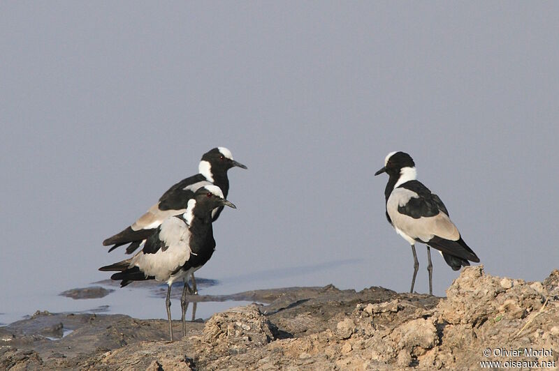 Blacksmith Lapwing