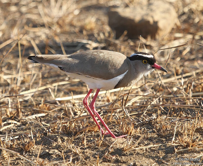 Crowned Lapwing