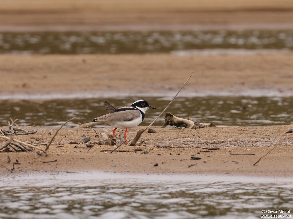 Pied Plover