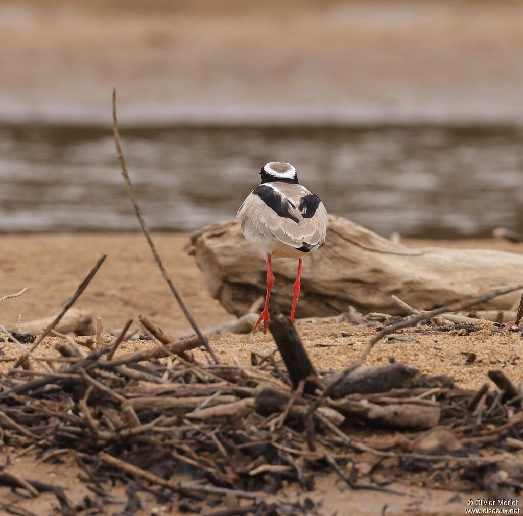 Pied Plover