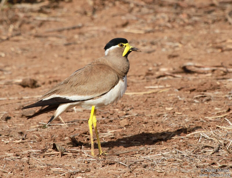 Yellow-wattled Lapwing