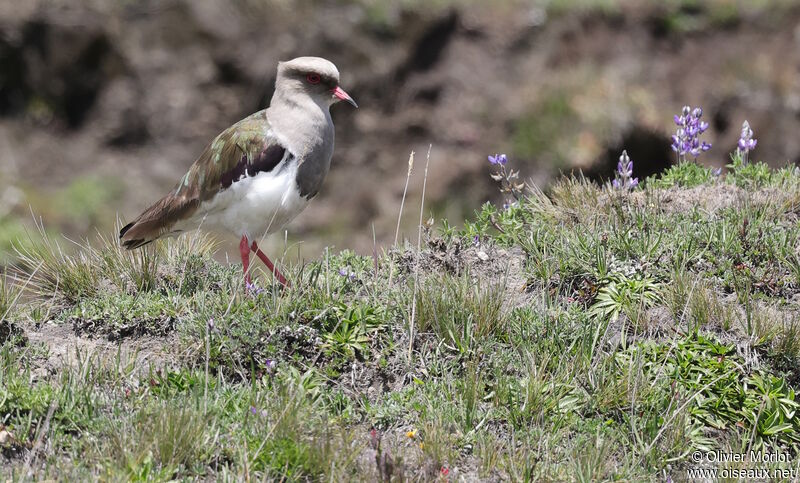 Vanneau des Andes