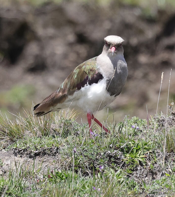 Vanneau des Andes