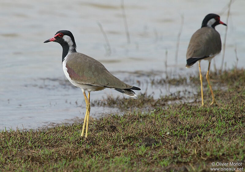 Red-wattled Lapwing