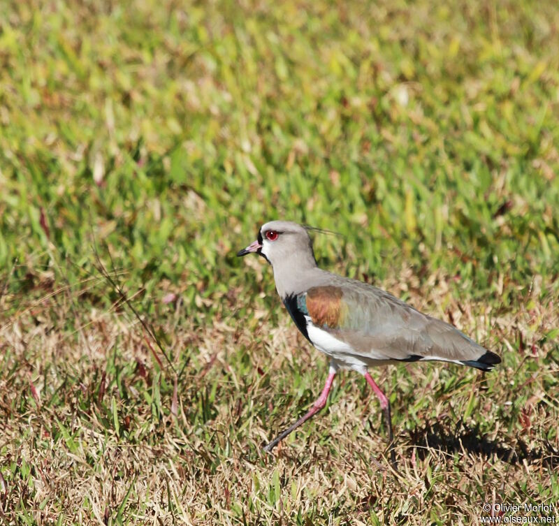 Southern Lapwing