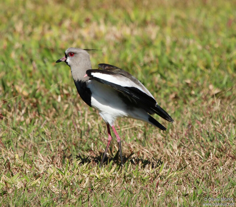 Southern Lapwing