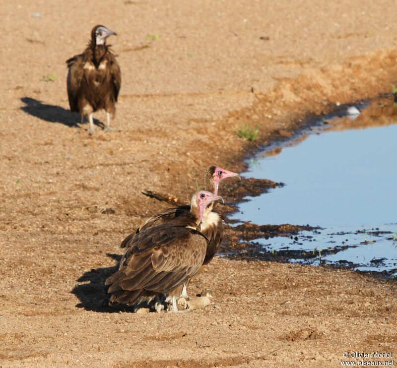 Hooded Vulture