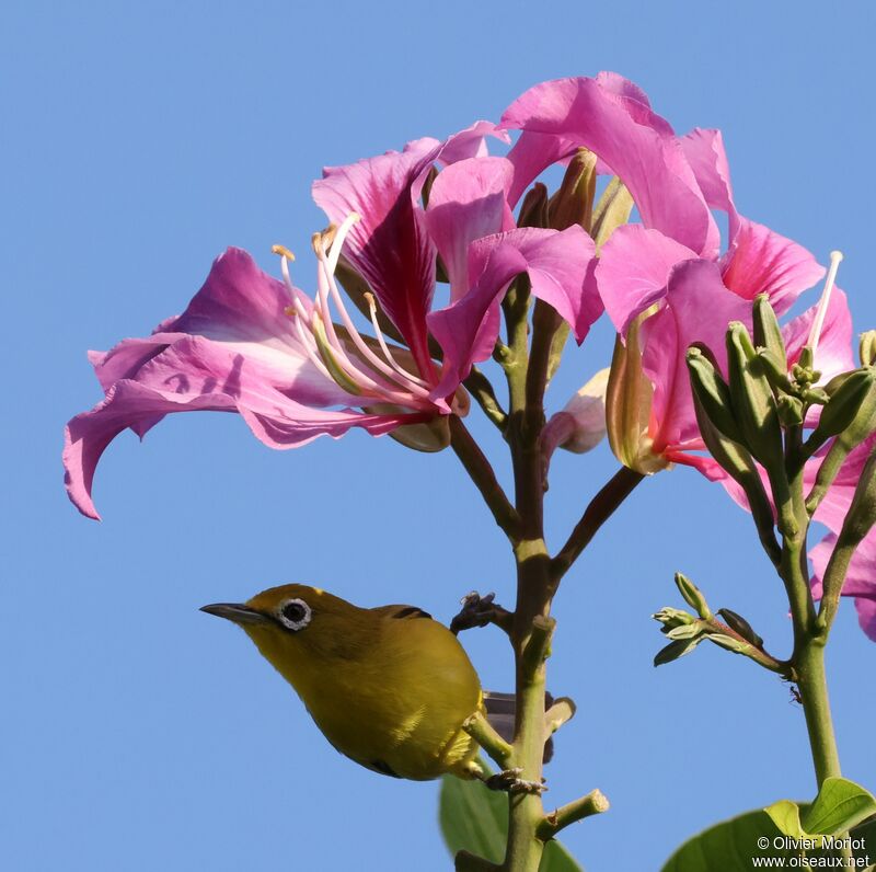 Lemon-bellied White-eye