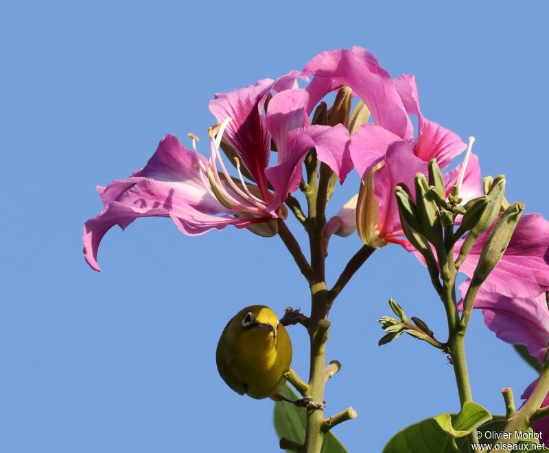 Lemon-bellied White-eye