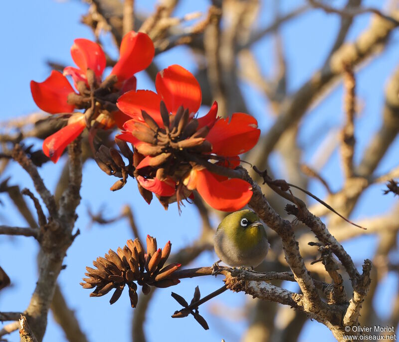 Cape White-eye