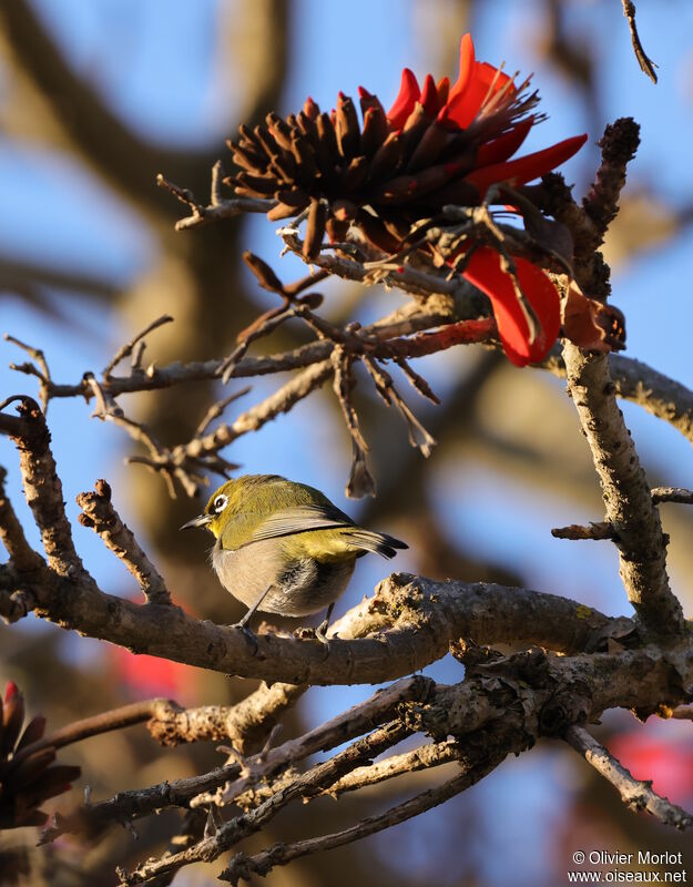 Cape White-eye