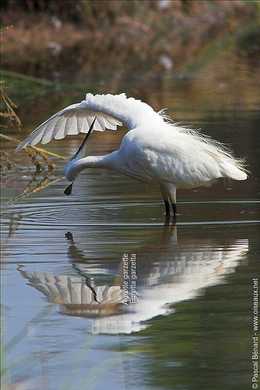 Aigrette garzette