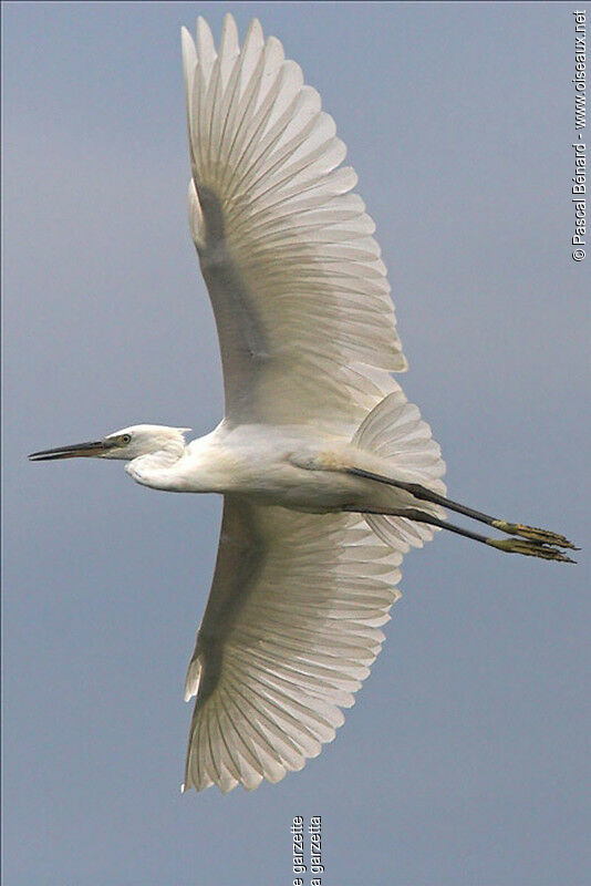 Aigrette garzette