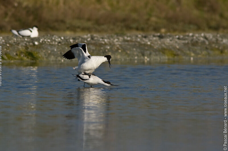 Avocette élégante