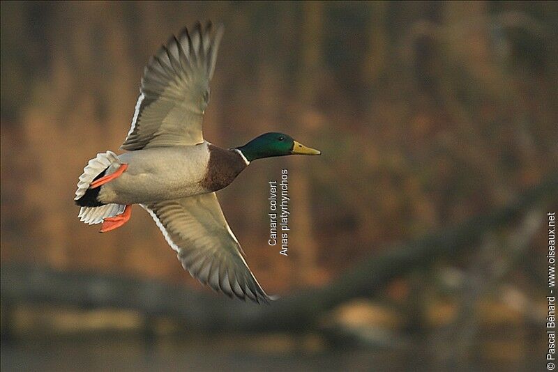 Canard colvert mâle adulte