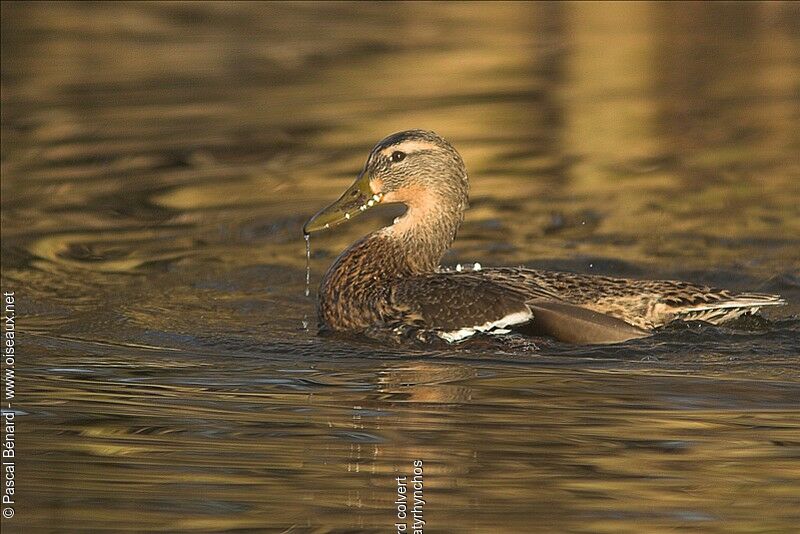 Canard colvert femelle