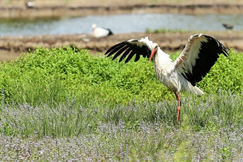 Cigogne blanche