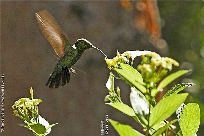 Colibri falle-vert