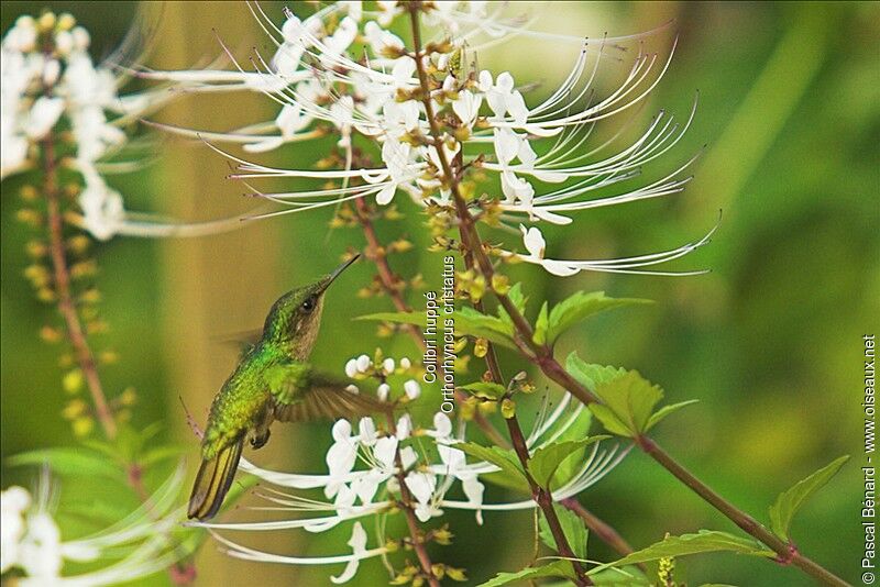 Colibri huppé