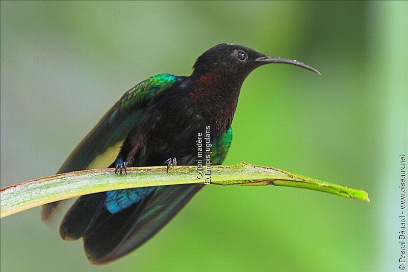 Colibri madère