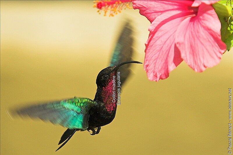 Colibri madère