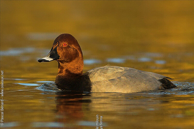 Common Pochard