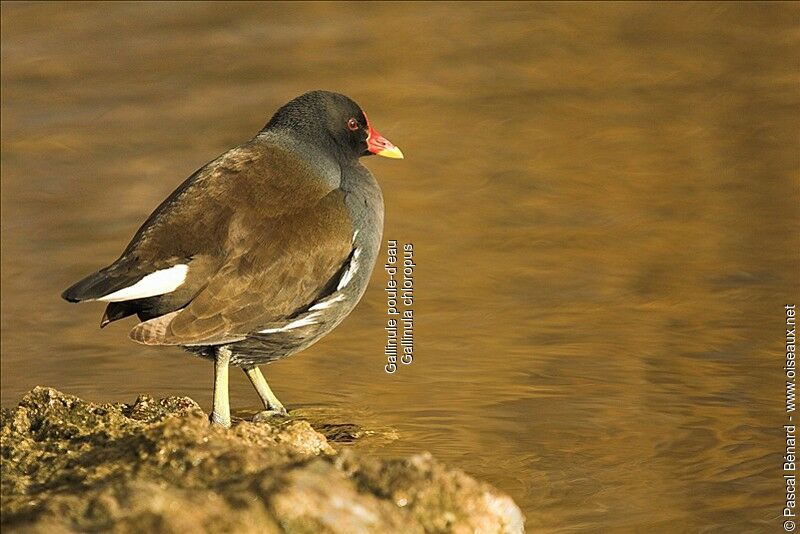 Gallinule poule-d'eau