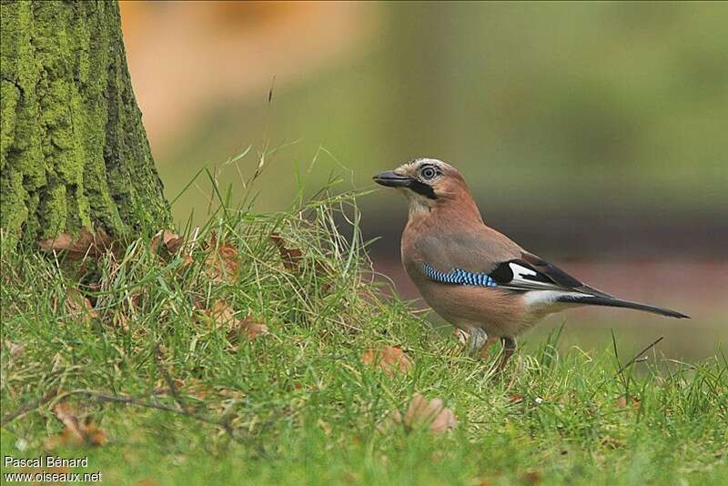 Eurasian Jay, pigmentation, walking, fishing/hunting