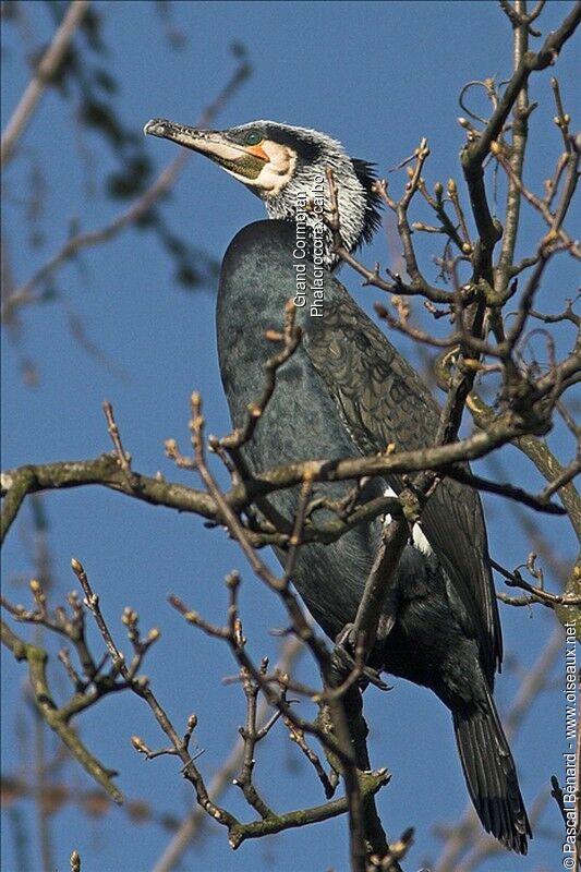 Great Cormorant