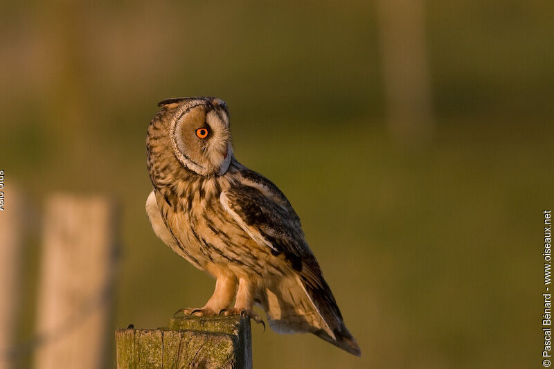 Hibou moyen-duc