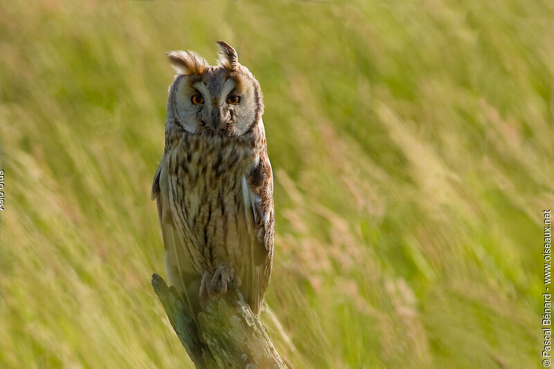 Hibou moyen-duc