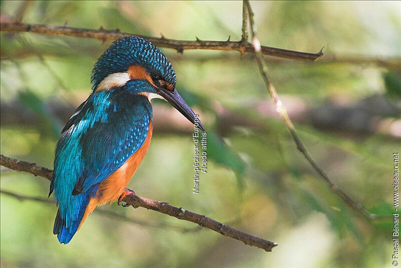 Common Kingfisher