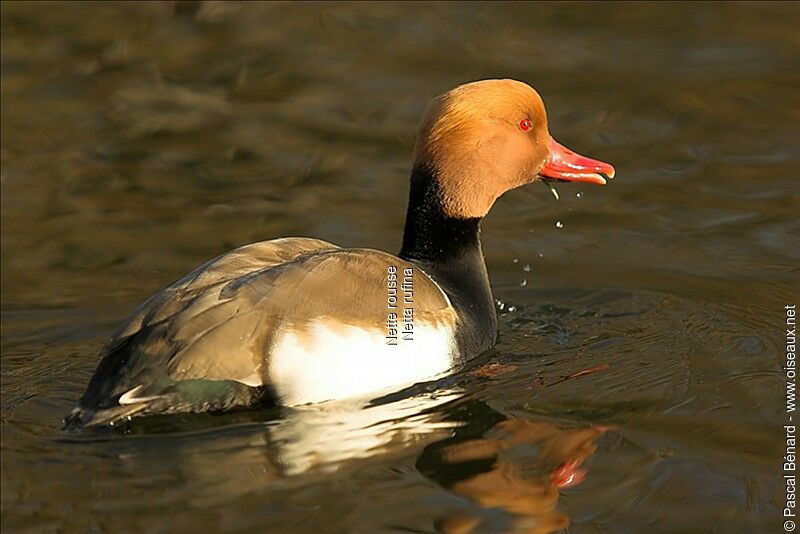 Nette rousse