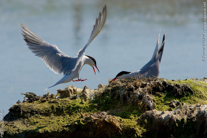 Common Tern