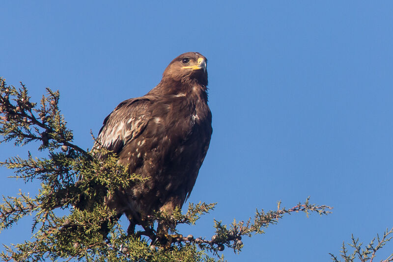 Tawny Eagle