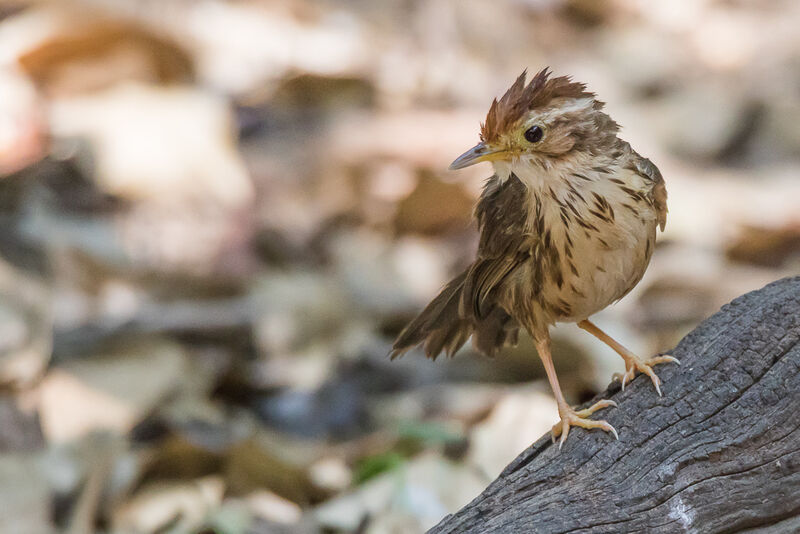 Puff-throated Babbleradult, care