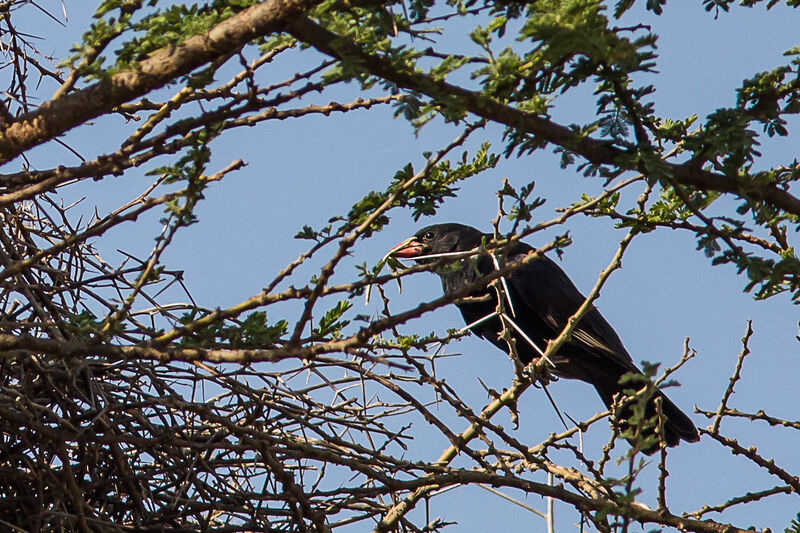 Red-billed Buffalo Weaver