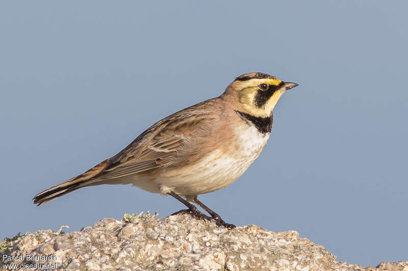 Horned Lark, identification