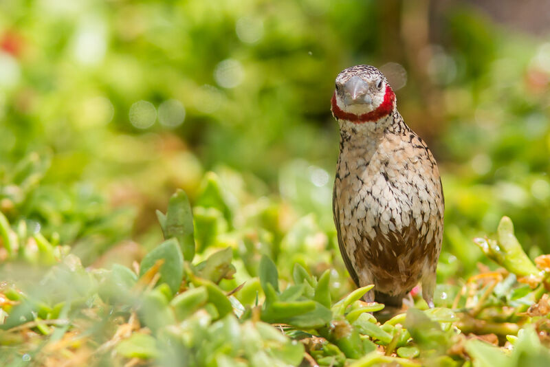 Cut-throat Finch