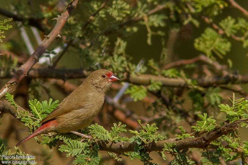 Red-billed Firefinch female adult